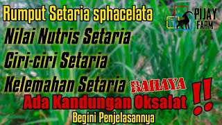 Apa itu Rumput Setaria Setaria sphacelata [upl. by Blisse]