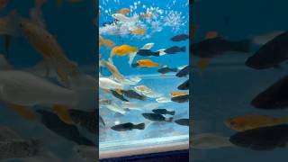 Molly Fishes Aquarium Setup mollyfish mollies yt ytshorts [upl. by Ilrahs]