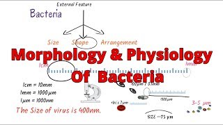 Morphology of bacteria  bacteria morphology classification  Structure Microbiology [upl. by Ardnac]