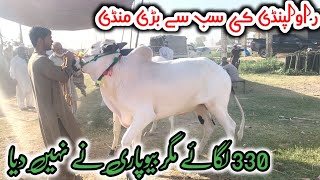 mandra mandi 2952024 latest update ll gondal mandi ll Part 4 ll jamil tv ll [upl. by Jovi766]