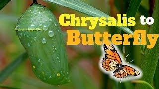 Stage 3  Monarch Chrysalis to Butterfly [upl. by Coltun]