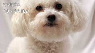 Dogs 101 Bichon Frise [upl. by Leid77]