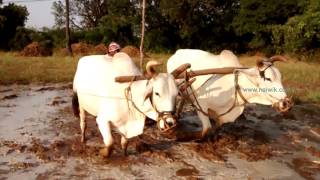 Ploughing paddy field with Bulls in Telanagana  India [upl. by Leena]