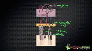 034 How Lateral Inhibition enhances Visual Edges [upl. by Gombosi]