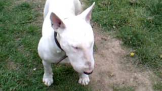 Bull Terrier obedience training Tips on training your Bull breed dog [upl. by Annitsirhc]