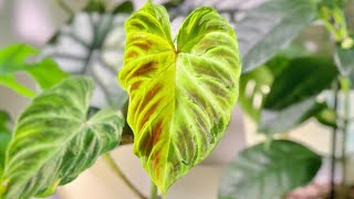 Aroid Timelapse  Ep12 Philodendron Verrucosum Unfurled New Leaf [upl. by Zetram202]