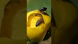 Aquatic Leaf Beetles wrestle each other [upl. by Langille]