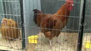 Dunedin poultry show 201201 [upl. by Tiena]