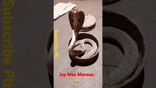 🐍snack dancing videoshortsshortsfeed snake cobra trending [upl. by Jt662]