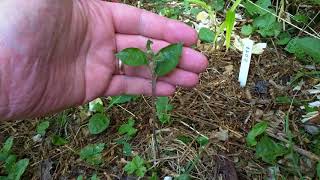 Simplest way to propagate apple rootstocks for grafting on them next year [upl. by Rather505]