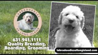 Labradoodles Of Long Island [upl. by Aziul]