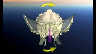 Torsione sinistra del cranio [upl. by Konstanze163]