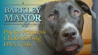 Puppy Princess Chaos and Dog DNA Tests  Barkley Manor  S01E02 [upl. by Deeyn]