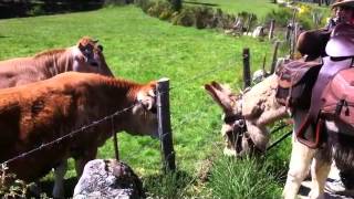 fabienne piel et moustache sont Anes sur compostelle le Puy à Finieyrols [upl. by Aicirt33]