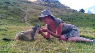 rencontre magique avec une marmotte [upl. by Ztnarf]