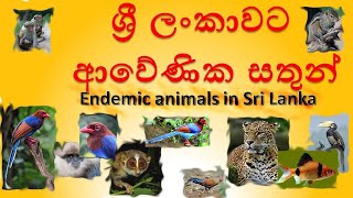 Endemic animals in Sri Lanka  ශ්‍රී ලංකාවට ආවේනි සතුන් [upl. by Abell300]