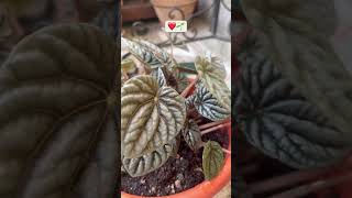 Repotting Peperomia CaperataEmerald Ripple🌱🌱peperomiarepottingshortsyoutubeshorts [upl. by Karola]