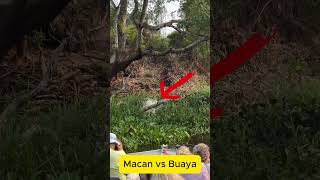 MACAN VS BUAYA MacanVsBuaya PredatorFight WildlifeAction PertarunganAlam animalbattle shorts [upl. by Helbon]