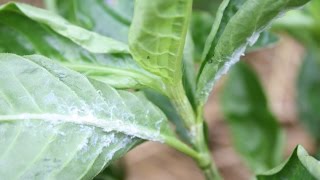 How to Kill Mealybugs on your Citrus and Houseplants Pest Control Tutorial [upl. by Cornia]