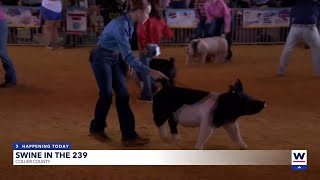 Swine in the 239 Collier’s pig showdown [upl. by Elleiram]