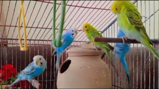 budgies chirping sound  budgies happy chirping  Budgies chirping [upl. by Sadler]