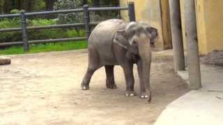 Elephant Sounds Real Noises [upl. by Shea]