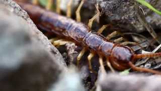 Stone centipede Lithobius forficatus [upl. by Wilhelm]