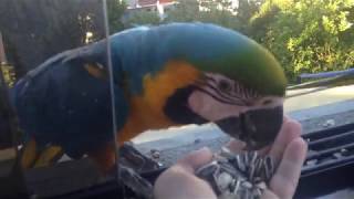 Hand feeding wild macaws [upl. by Uttasta]