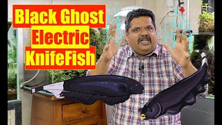 Black Ghost KnifeFish  Electric Knife Fish  Mayur dev Aquascaper  Natural Aquarium Fish HD [upl. by Arabeila]