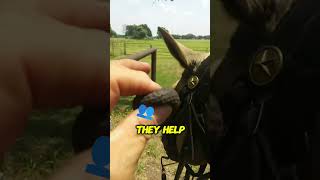 Surprising Trick to Calm Horses Ever Heard of These Earplugs [upl. by Keese]