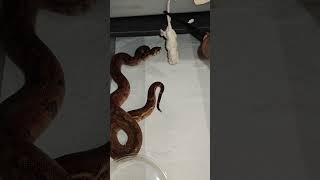 Boa Feeding Time foryou boaconstrictor snakelovers reptileworld djsnake [upl. by Tove]