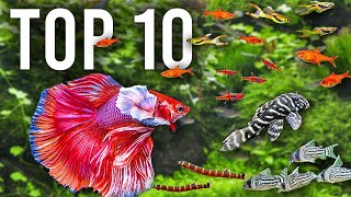 The BEST Mates for Betta Fish in Community Tanks [upl. by Ecirtaemed]