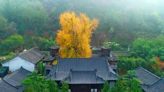 A 1400yearold ancient ginkgo tree in its prime viewing period [upl. by Odanref]