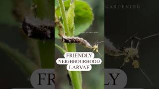 Aphid problems Hoverfly larvae to the rescue 🐛 hoverfly larva pestcontrol aphids meme [upl. by Aivekal227]