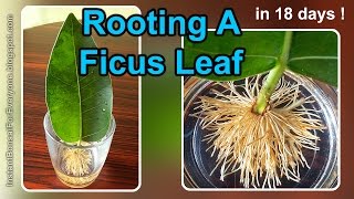 Rooting A Ficus Leaf Cutting In 18 Days  12 read description also [upl. by Ardnnek]