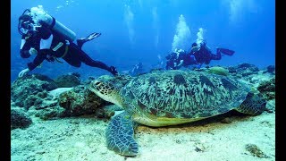 Maldives Deep South Diving 4k [upl. by Kaplan636]