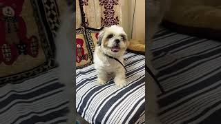 Shih tzu barking sound 🐶 shihtzu petlover shortsfeed youtubeshort [upl. by Arries774]