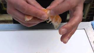 Passionate About Fish  How to prepare fresh langoustine [upl. by Hobard]