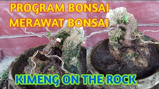 Program bonsai merawat bonsaikimeng on the rockbonsai pemula [upl. by Oiromed348]