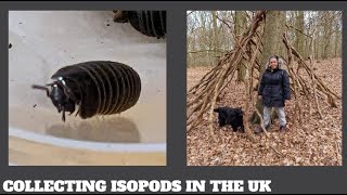 COLLECTING ISOPODS IN UK WOODS [upl. by Francisca]