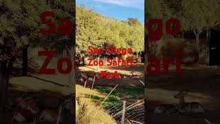 🦏🦁San Diego Zoo Safari Park🚎Africa Tram🦌Gazelle [upl. by Narahs]