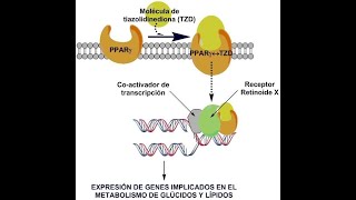 Farmacocinetica  farmacodinamia de las GLITAZONAS [upl. by Flower]