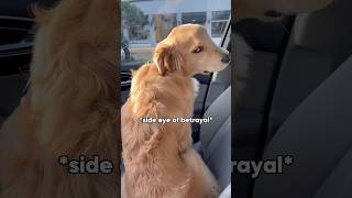 That side eye breaks my heart dog dogs goldenretriever puppy goldenretrieverpuppy [upl. by Atteroc683]