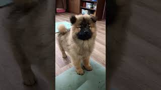 Щенок евразиера  3 мес eurasier dog купить puppy [upl. by Maison]