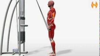 Exercise Videos Rope Triceps Pressdown [upl. by Oswal]