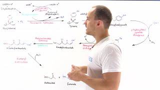 Metabolism of phenylalanine and tyrosine [upl. by Aerdnuahs]