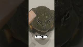 Goliath Frog goliatj frog nature animals wildlife [upl. by Natasha903]