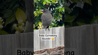 Baby Bird Sound  Currawong Call  Sounds 🐣🎶 subscribe birds [upl. by Orpheus]