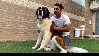 ALEX KI KAHANI  SAINT BERNARD DOG Worlds BIGGEST amp CUTEST DOG  ft Alex  Abhishek [upl. by Yenffad862]