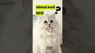 gerçek kedi sesi  Sinirli Kedi sesi ile kedinin dikkatini Çek [upl. by Eceinert]